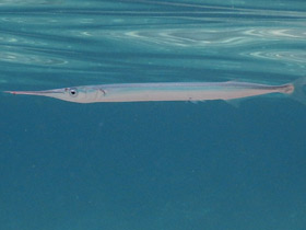 Фото Европейский сарган