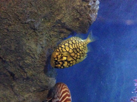 Фото Японский шишечник