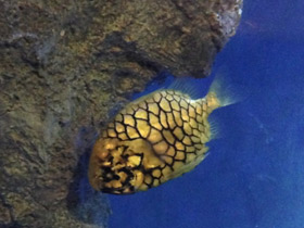 Фото Японский шишечник