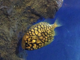 Фото Японский шишечник