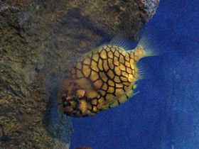 Фото Японский шишечник