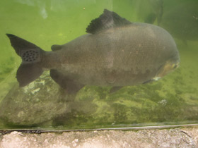 Фото Бурый паку