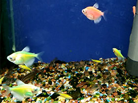 Фото Тернеция