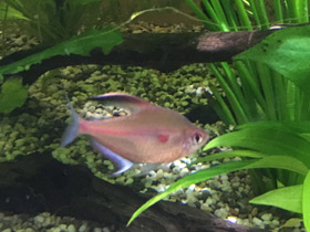 Фото Краснопятнистая тетра