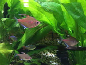 Фото Краснопятнистая тетра