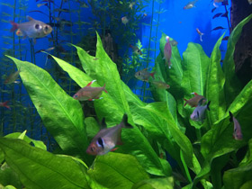 Фото Красно-желтый орнатус (фантом)