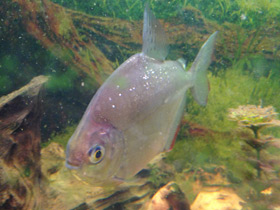 Фото Обыкновенный метинис