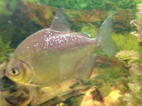 Фото Обыкновенный метинис