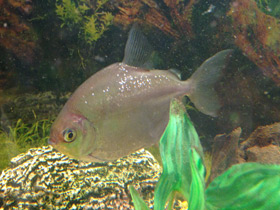 Фото Обыкновенный метинис