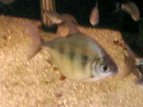 Фото Тигровый меттинис