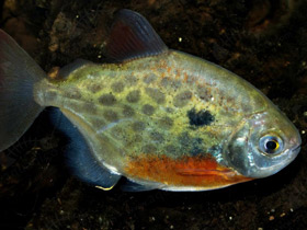 Фото Метиннис пятнистый