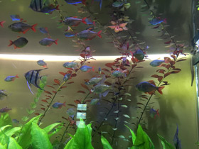 Фото Бриллиантовая тетра