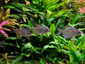 Фото Бриллиантовая тетра