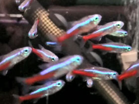 Фото Голубой неон