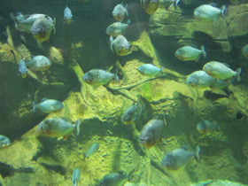 Фото Обыкновенная пиранья