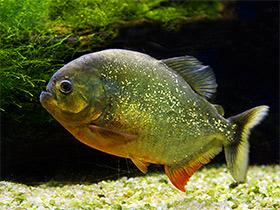 Фото Обыкновенная (краснобрюхая) пиранья