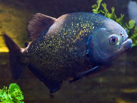 Фото Обыкновенная пиранья