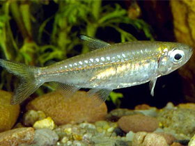 Фото Сельдевидный дентицепс