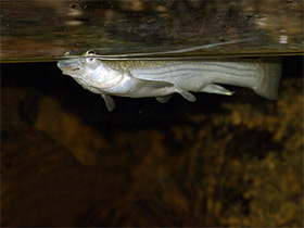 Смотреть фото Бразильская четырехглазка Фото Бразильская четырехглазка