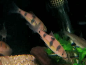 Смотреть фото Барбус-клоун Фото Барбус-клоун