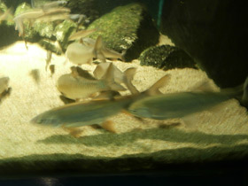 Фото Подуст