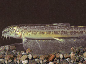 Смотреть фото Предкавказская щиповка Фото Предкавказская щиповка