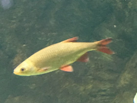 Смотреть фото Голавль Фото Голавль