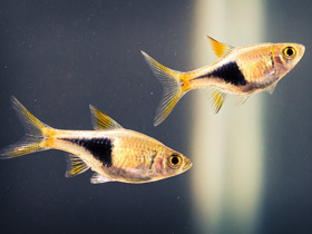 Фото Клиновидная расбора