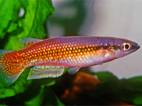 Фото Pachypanchax omalonota