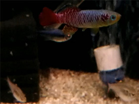 Смотреть фото Нотобранхиус Гюнтера Фото Нотобранхиус Гюнтера