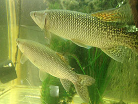 Смотреть фото Тригонектес аплохейлодес Фото Тригонектес аплохейлодес