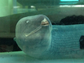 Фото Лепидосирен