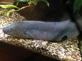 Фото Лепидосирен