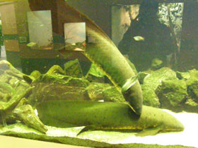 Фото Рогозуб