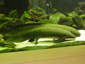 Фото Рогозуб