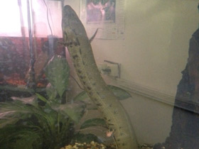 Фото Тёмный протоптер