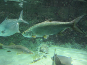 Смотреть фото Большеглазая сельдь Фото Большеглазая сельдь