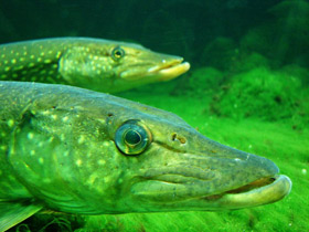 Щукообразные