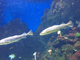 Фото Северная навага