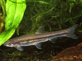 Фото Кнерия улугуру