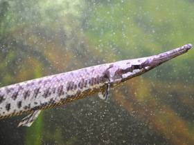 Фото Костные ганоиды