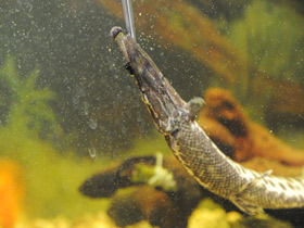 Фото Костные ганоиды