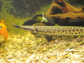 Фото Костные ганоиды