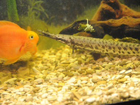 Фото Костные ганоиды