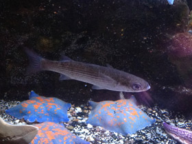 Фото Кефаль-сингиль