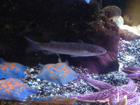 Фото Кефаль-сингиль