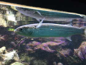 Смотреть фото Лобан Фото Лобан