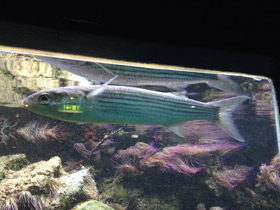 Смотреть фото Лобан Фото Лобан