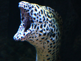 Леопардовая мурена