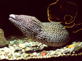 Леопардовая мурена